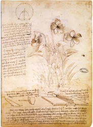 Geometric figures and botanical drawing
